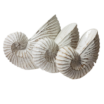 Nautilus Wooden Shell Carving