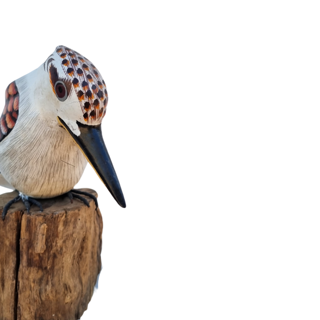 AUSTRALIAN KOOKABURRA BIRD FRONT VIEW 