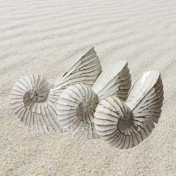 Nautilus Shell Wooden Decor