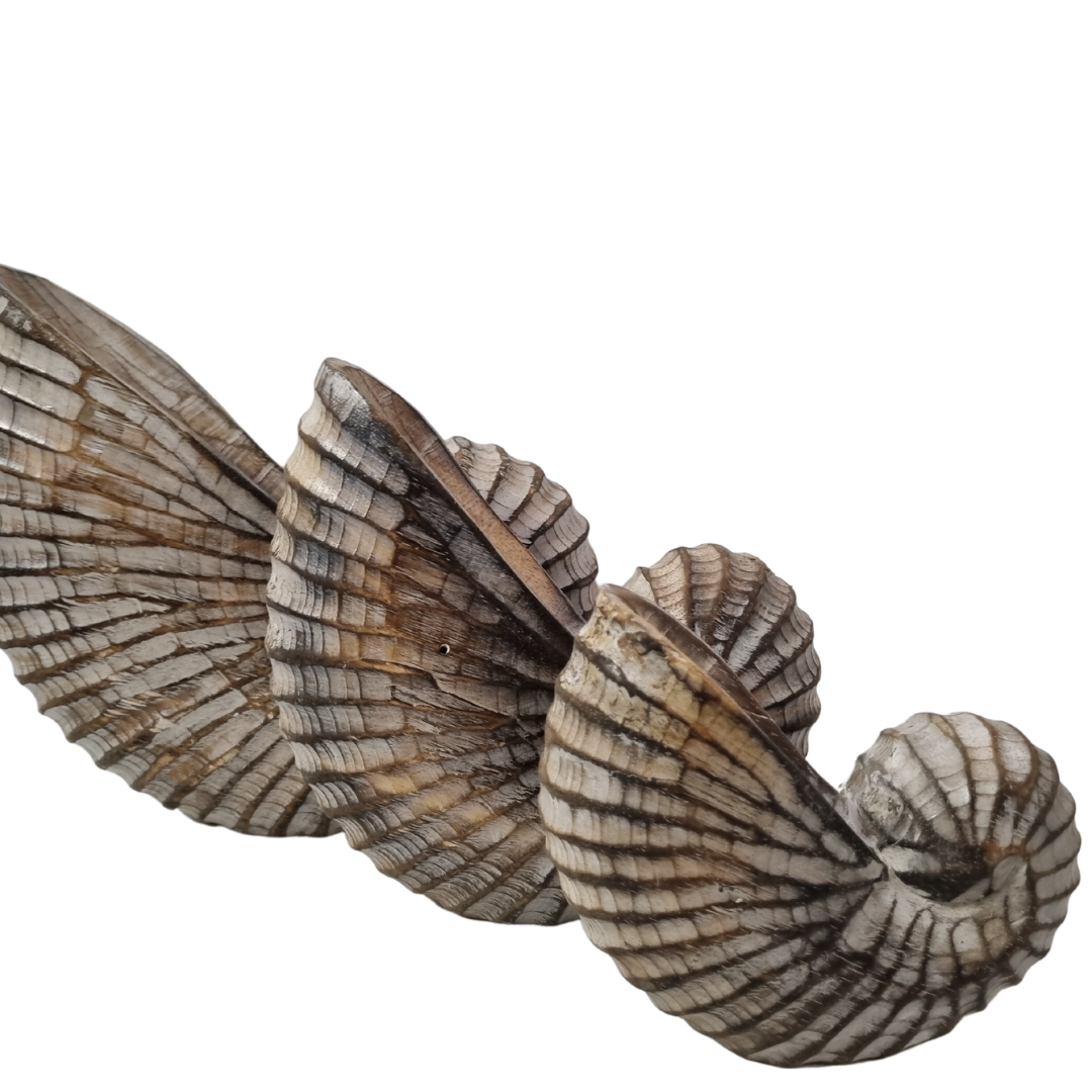 Nautilus Wooden Shell Carving brown